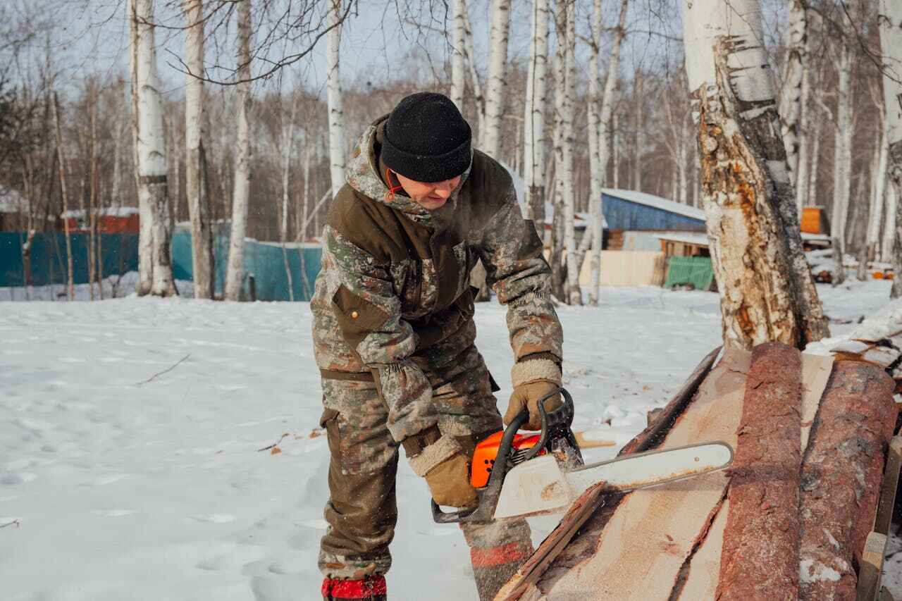 The Steps Involved in Our Tree Care Process in Albertville, MN